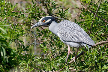USA - Florida - Yellow-crowned Night Heron at Alligator Farm rookery in St Augustine.