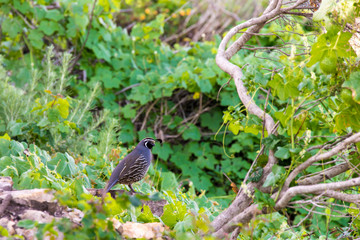 USA, California, coast Montana d'Oro State Park. California Quail (state bird) poses next to trail to Valencia Peak