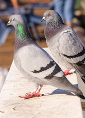 USA, California, Avila Beach. Rock Dove-pigeon (Columba livia) on pier railing