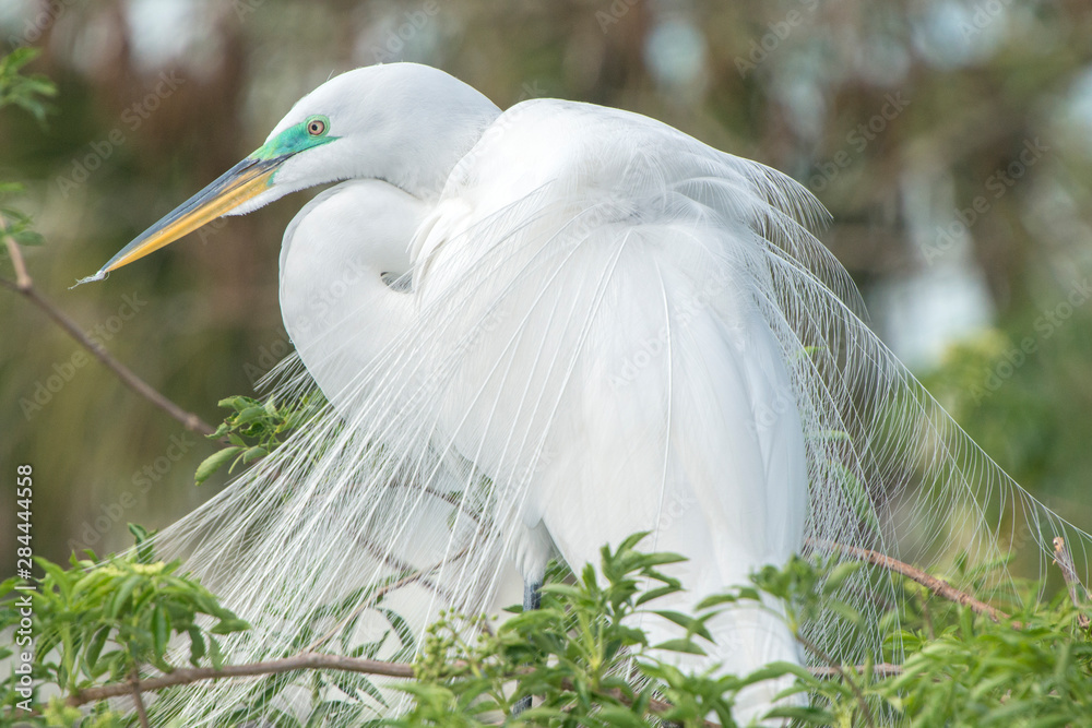 Sticker USA, Florida, Orlando, Great Egret, Gatorland.