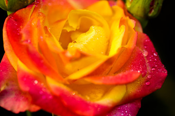 Orange and pink flower, rose with water drops on it. Close up
