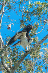 USA, Florida, Orange City, Blue Spring State Park, osprey