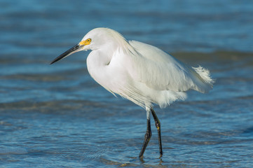 USA, Florida, New Smyrna Beach, Snowy Egret.