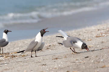 USA - Florida - Laughing Gulls on beach at Fort De Soto County Park