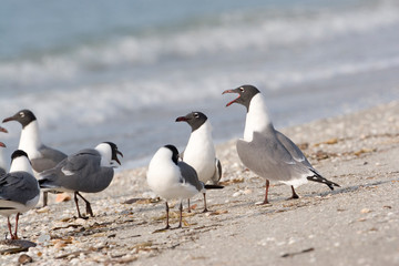 Fototapeta na wymiar USA - Florida - Laughing Gulls on beach at Fort De Soto County Park
