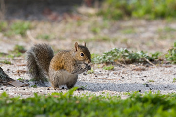 Naklejka na ściany i meble USA - Florida - Eastern Gray Squirrel eating