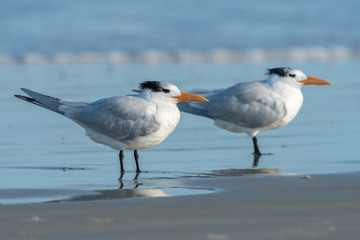 Fototapeta na wymiar USA, Florida, New Smyrna Beach, Royal Tern.