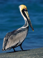 North America, USA, Florida, Sanibel Island. A Brown Pelican (Pelecanus occidentalis)