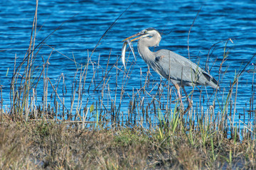 USA, Florida, Merritt Island, National Wildlife Refuge, Great Blue Heron with fish.