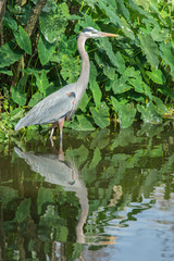 USA, Florida, Orlando, Great Blue Heron, Gatorland.
