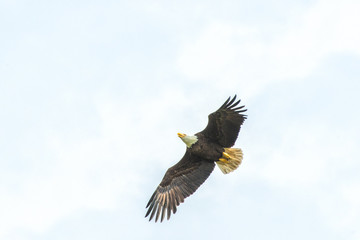 USA, Florida, Daytona, Bald Eagle flying.