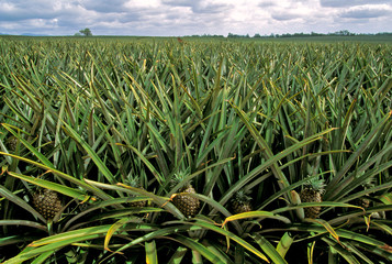 Obraz premium USA, Hawaii, Oahu. Pineapples are one of the main agriculture crops in Hawaii