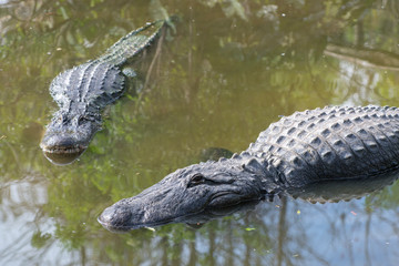 USA, Florida, Orlando, alligator, Gatorland.