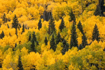Massive mountain slope of dense aspen trees and evergreens in fall color, Uncompahgre National...