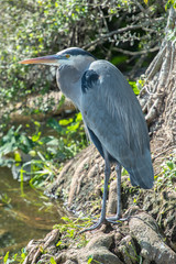 USA, Florida, Orlando, Great Blue Heron, Gatorland.