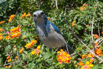 USA, Florida, Cape Coral, Seahawk Park, Scrub Jay Perched in Orange Yellow Lantana