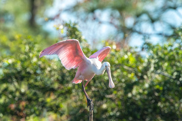 USA, Florida, Orlando, Roseate Spoonbill, Gatorland.