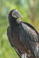 USA, Florida, Orlando, Black Vulture, Gatorland.