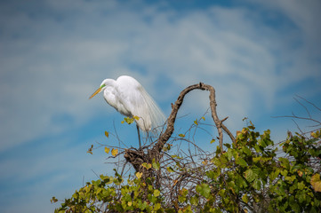 USA, Florida, Orlando, Great Egret, Gatorland.