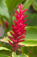 Fototapeta premium USA, Hawaii, Kauai, Ginger Flower. 