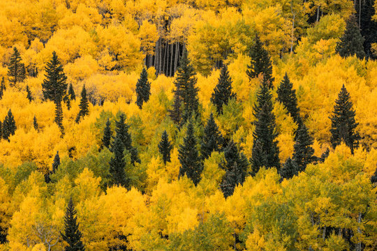 79,059 BEST Colorado Trees IMAGES, STOCK PHOTOS & VECTORS | Adobe Stock