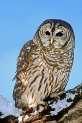 USA, Colorado. Portrait of barred owl perched on snow-covered branch. (Wildlife Rescue) 