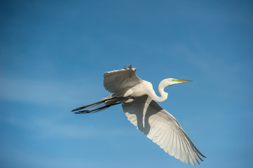 USA, Florida, Orlando, Great Egret, Gatorland.