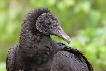 USA, Florida, Everglades National Park. Close-up of black vulture in profile.