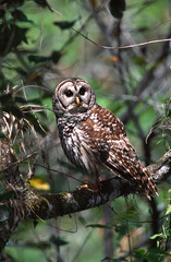 Naklejka premium North America, USA, Florida, Cork Screw Swamp Sanctuary. Barred Owl (Strix varia)