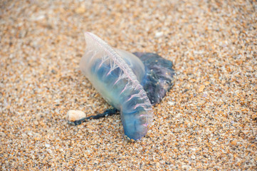 USA, Florida, New Smyrna Beach, Portuguese Man-of-War.