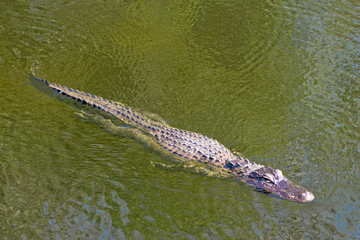 USA, Florida, Everglades National Park. American alligator swimming in slough. Credit as: Fred J. Lord / Jaynes Gallery / DanitaDelimont.com