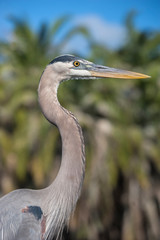 USA, Florida, Orlando, Great Blue Heron, Gatorland.