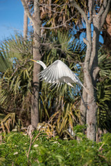 USA, Florida, Orlando, Great Egret, Gatorland.