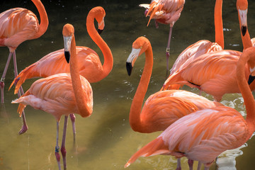 USA, Florida, Orlando, Gatorland, flamingoes