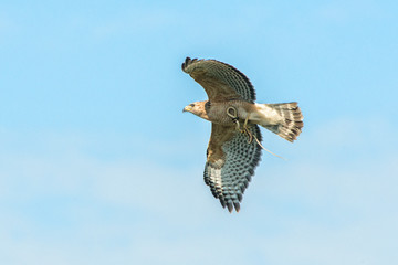 USA, Florida, Orlando, red-shouldered hawk.