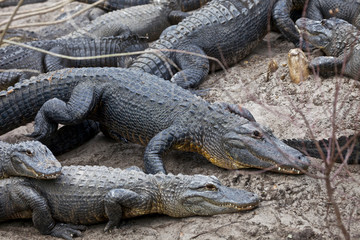 USA, Florida, St Augustine Gator Farm alligators.