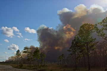 Fototapeta na wymiar USA, Florida, Big Cypress National Preserve prescribed burn smoke plume.