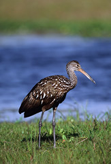 North America, USA, Florida, Myakka River State Park. A Limpkin (Aramus guarauna), an inconspicuous, wetland, wading bird