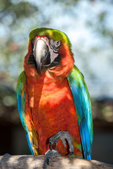 USA, Florida, Orlando, Scarlett Macaw, Gatorland.