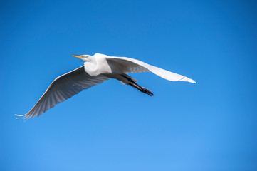 USA, Florida, Orlando, Great Egret, Gatorland.