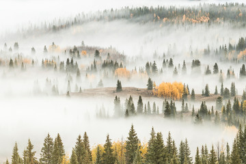 USA, Colorado, San Juan National Forest. Dawn ground fog covers mountain forest. 