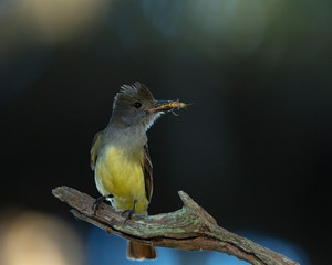 Great Crested Flycatcher with prey, Myiarchus Crinitus, Florida