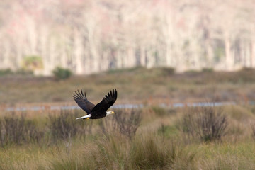 USA - Florida - Bald Eagle flying at St Marks National Wildlife Refuge