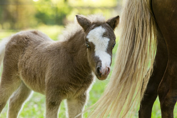 Miniature horse filly with mom (mare)