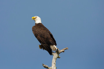 Bald eagle, Haliaeetus leucocephalus, drying out wings, Southwest Florida
