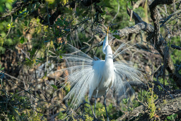 USA, Florida, St. Augustine, Great Egret at Alligator Farm rookery.