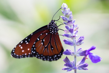 Fototapeta na wymiar USA, Florida, Celebration, Florida Viceroy Butterfly