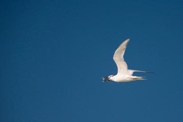 A Sandwich Tern flying with a fish in beak off to eat in peace