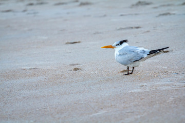 USA, Florida. A Royal tern stand on a sandy beach.