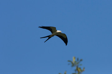 Swallow-tailed kite, Elanoides forficatus, in flight, Kissimmee Preserve State Park, Florida, USA